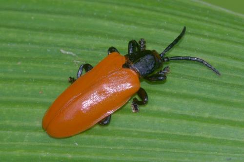 Réf. 228 171 : Hispodonta sp.